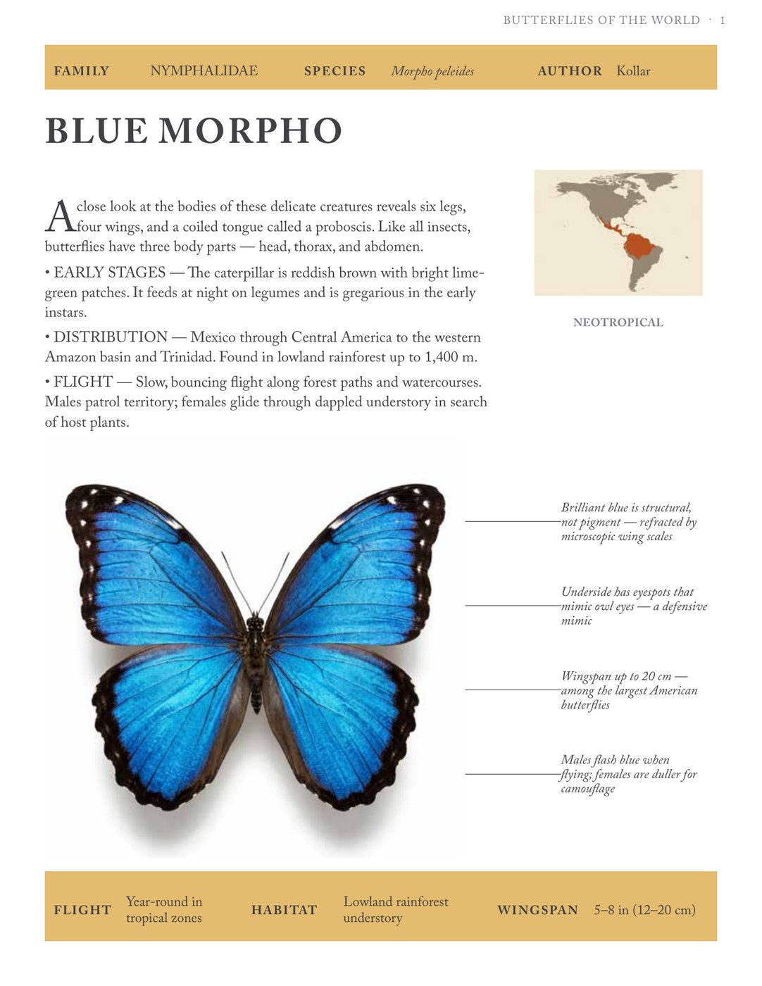 Interior page — Blue Morpho species plate with range map and field marks